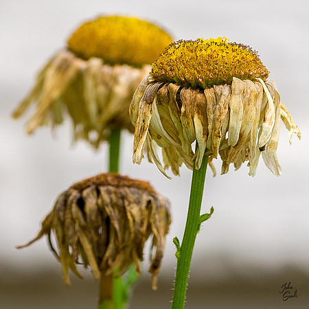 The End of Summer - Daises