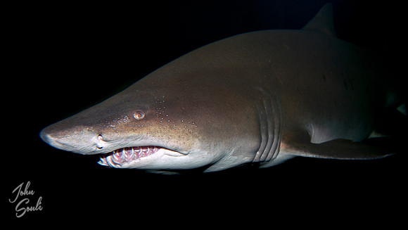 Reef Shark