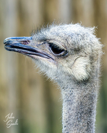 Ostrich