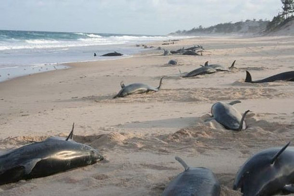 dolphin death2