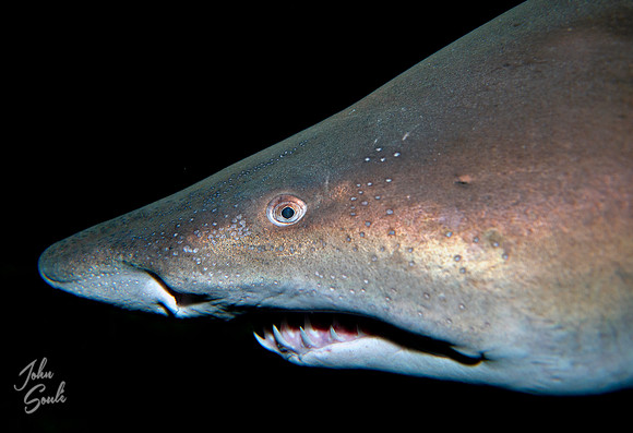 Reef shark