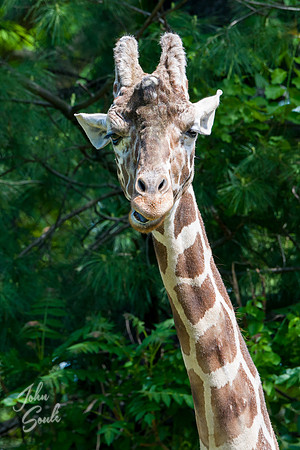 Giraffe- Headshot I