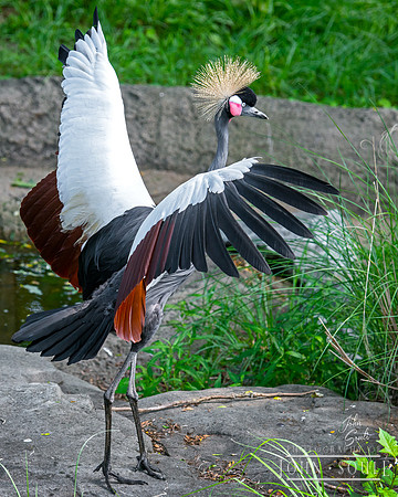 West African Crowned Crane