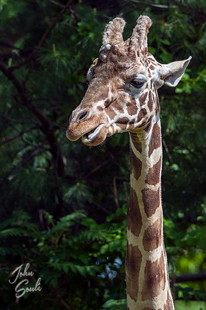 Giraffe- Headshot III