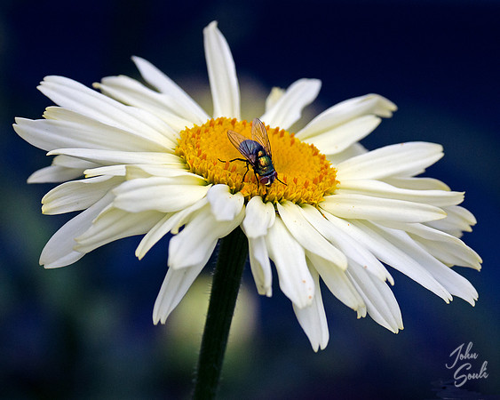 Daisy