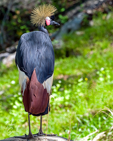 West African Crowned Crane