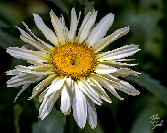 Daisy