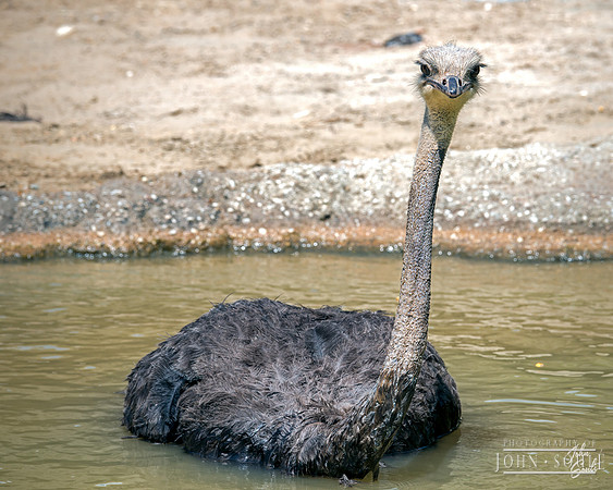 Ostrich