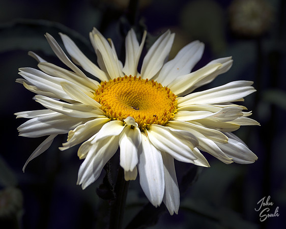 Daisy