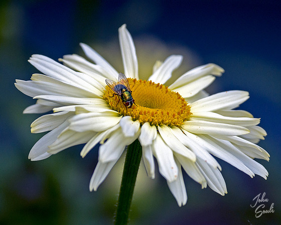 Daisy