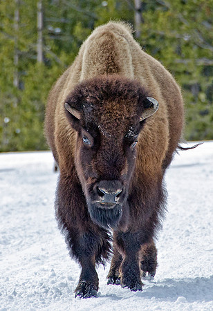 Bisson - Yellowstone, Wy