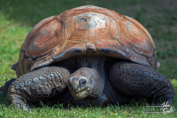 Aldabra Tortoise