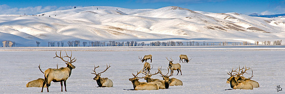 _JAS6454-Home_12x36