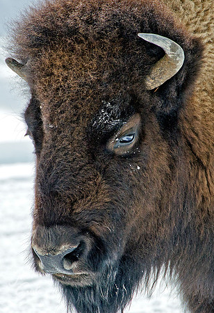 Bisson Headshot - Yellowstone, Wy