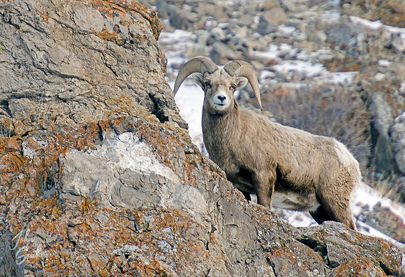 Bighorn Sheep
