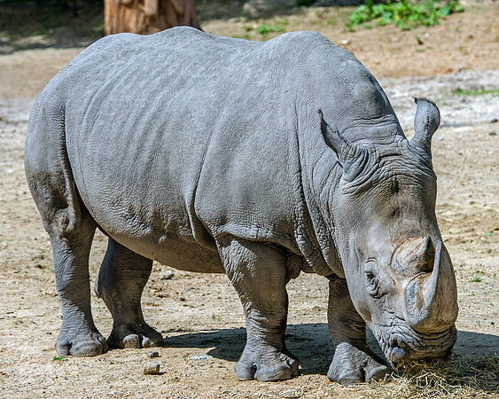 Southern White Rhino