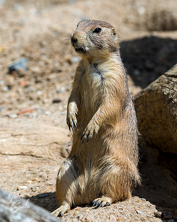 Prairie Dog