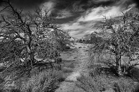 The Path to Sand Dune Arch
