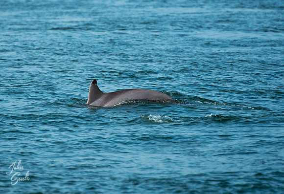 Dolphin