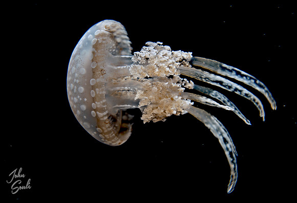 White-spotted jellyfish