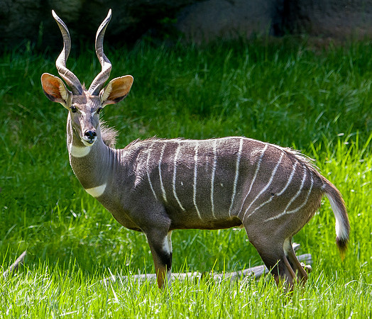 Lesser Kudu